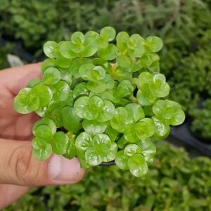 Kolay Başlangıç Pakedi - Nano Akvaryumlar için