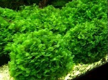 Dennerle Plants - Lomariopsis lineata / Pellia Roundleaf Moss PORSİYON
