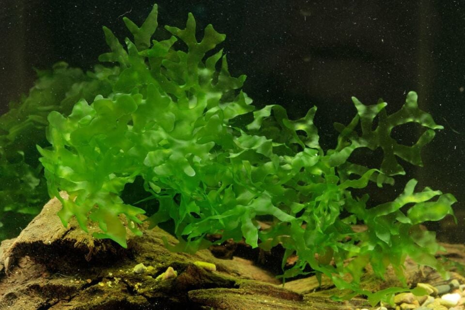 Dennerle Plants - Lomariopsis lineata / Pellia Roundleaf Moss PORSİYON