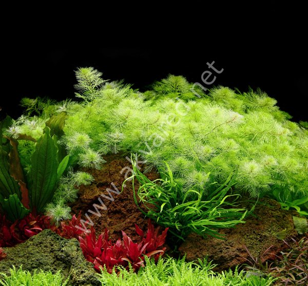Myriophyllum mattogrossense EX VITRO