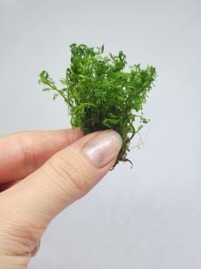 Myriophyllum mattogrossense EX VITRO
