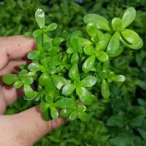 Kolay Başlangıç Pakedi - Küçük Akvaryumlar için 30-50 Litre