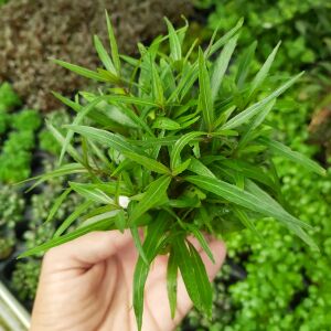 Kolay Başlangıç Pakedi - Küçük Akvaryumlar için 30-50 Litre