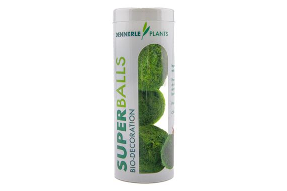 Dennerle Plants - Aegagropila linnaei Superballs