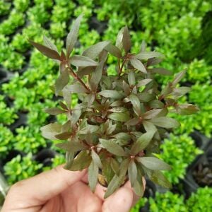 Kolay Başlangıç Pakedi - Orta Boy Akvaryumlar için 60-100 Litre