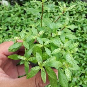 Kolay Başlangıç Pakedi - Orta Boy Akvaryumlar için 60-100 Litre