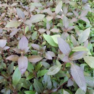 Kolay Başlangıç Pakedi - Orta Boy Akvaryumlar için 60-100 Litre