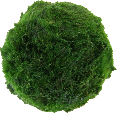 Dennerle Plants - Aegagropila linnaei ADET