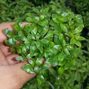 Kolay Başlangıç Pakedi - Orta Boy Akvaryumlar için 60-100 Litre