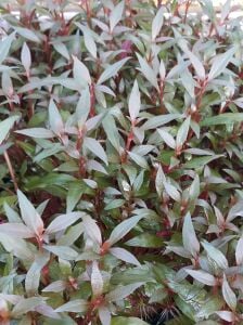 Kolay Başlangıç Pakedi - Büyük Akvaryumlar için 100-200 Litre