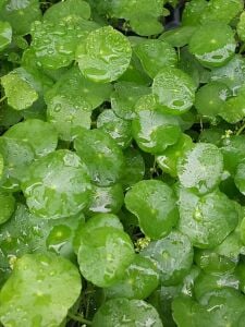 Kolay Başlangıç Pakedi - Büyük Akvaryumlar için 100-200 Litre