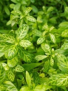 Kolay Başlangıç Pakedi - Büyük Akvaryumlar için 100-200 Litre