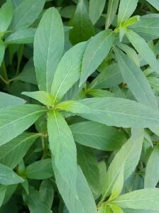 Kolay Başlangıç Pakedi - Büyük Akvaryumlar için 100-200 Litre