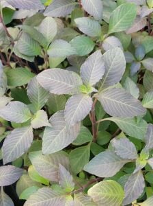 Kolay Başlangıç Pakedi - Büyük Akvaryumlar için 100-200 Litre