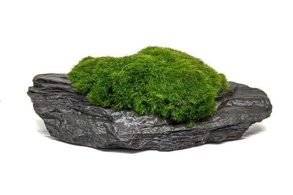 Dennerle Plants - Aegagropila on Slate Rock