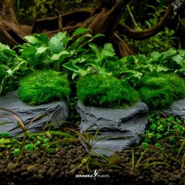 Dennerle Plants - Aegagropila on Slate Rock