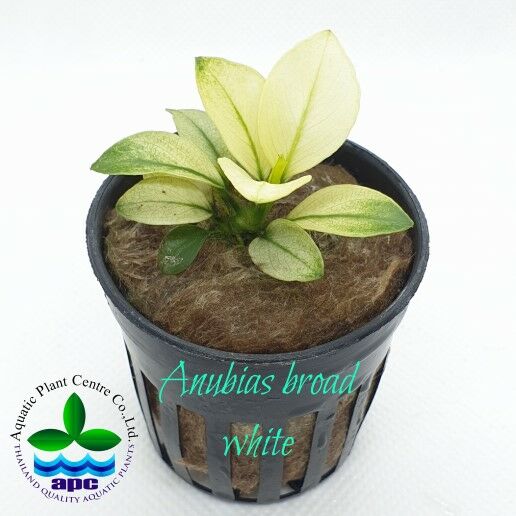 Anubias barteri BROAD WHITE ADET - APC ÖN SİPARİŞ