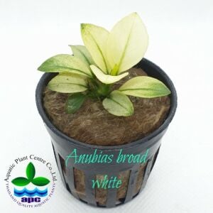 Anubias barteri BROAD WHITE ADET - APC ÖN SİPARİŞ