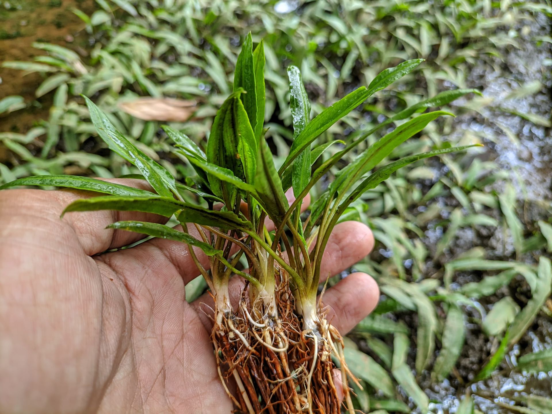 Cryptocoryne crispatula ADET - ÖN SİPARİŞ
