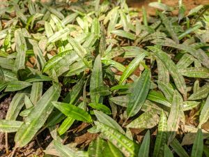 Cryptocoryne crispatula ADET - ÖN SİPARİŞ