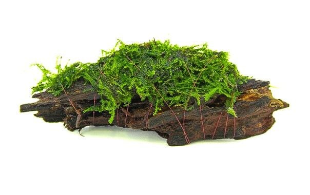 Dennerle Plants - Moss Decor Wood