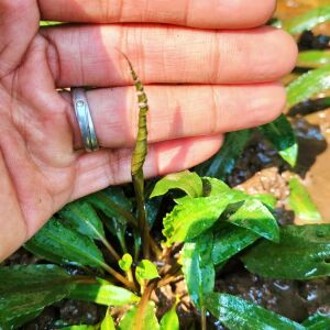 Cryptocoryne crispatula ADET - ÖN SİPARİŞ