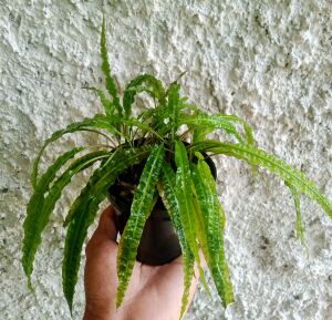Cryptocoryne crispatula ADET - ÖN SİPARİŞ