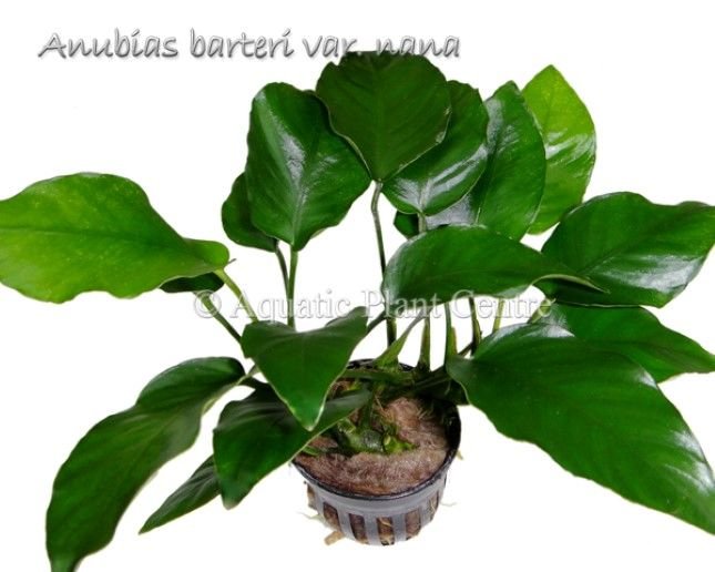 Anubias barteri nana Büyük Boy ADET - APC ÖN SİPARİŞ