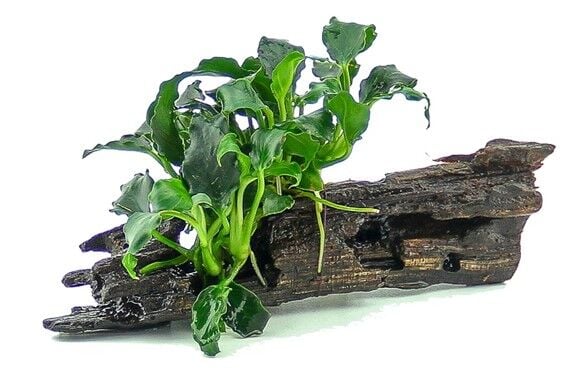 Dennerle Plants - Anubias nana Mini Kirin Nanowood