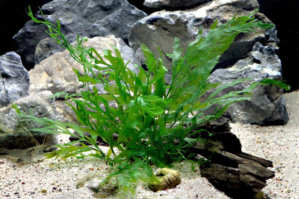 Dennerle Plants - Bolbitis heudelotii WOOD