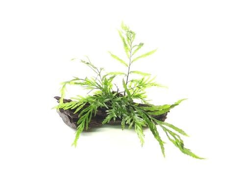 Dennerle Plants - Bolbitis heudelotii WOOD