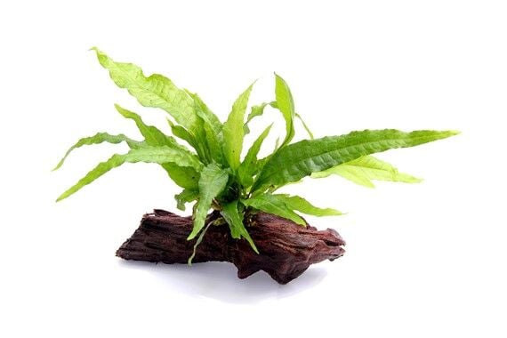 Dennerle Plants - Microsorum pteropus WOOD