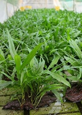 Dennerle Plants - Microsorum pteropus WOOD