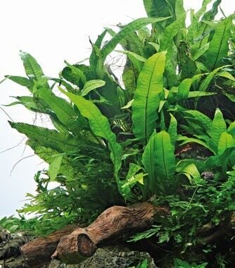 Dennerle Plants - Microsorum pteropus WOOD