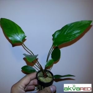 Anubias hastifolia ADET - ÖN SİPARİŞ