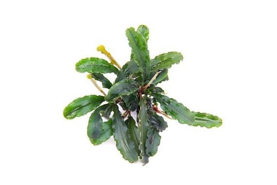 Dennerle Plants - Bucephalandra pygmae Bukit Kelam ROCK