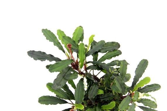 Dennerle Plants - Bucephalandra pygmae Bukit Kelam ROCK