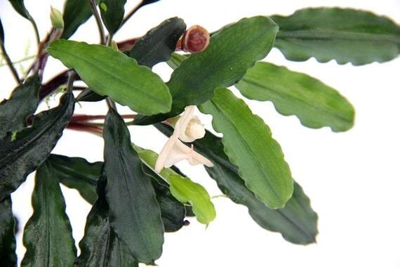 Dennerle Plants - Bucephalandra pygmae Bukit Kelam ROCK