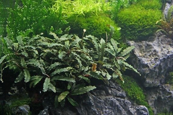 Dennerle Plants - Bucephalandra pygmae Bukit Kelam ROCK