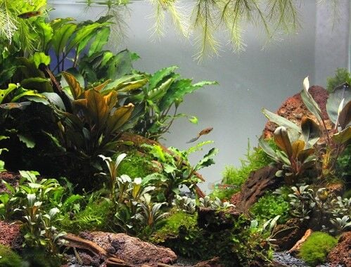 Dennerle Plants - Bucephalandra pygmae Bukit Kelam ROCK