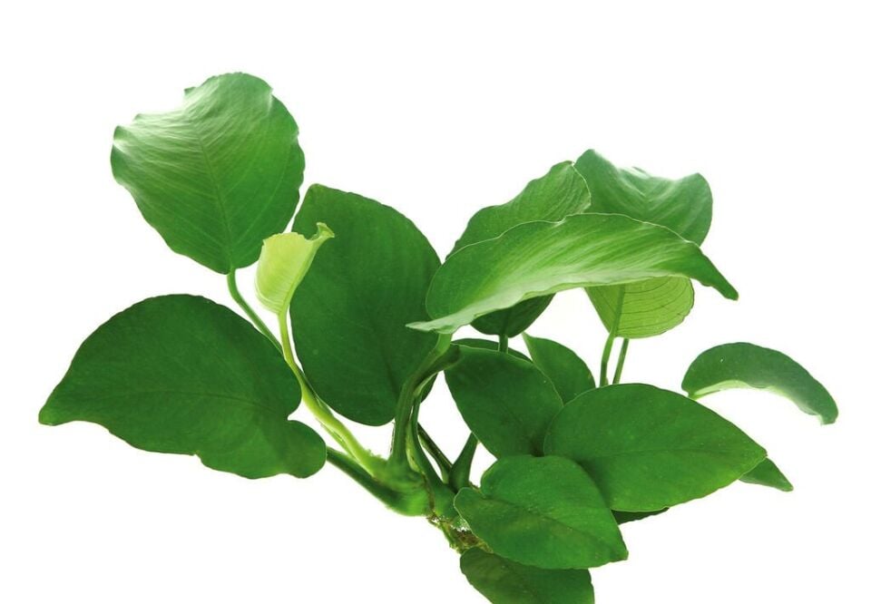 Dennerle Plants - Anubias barteri sp. WOOD