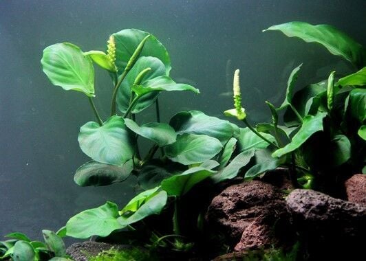 Dennerle Plants - Anubias barteri sp. WOOD