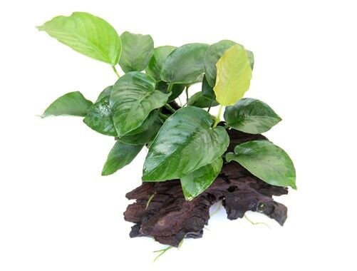 Dennerle Plants - Anubias barteri sp. WOOD