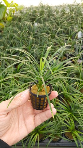 Ophiopogon japonica BUKET
