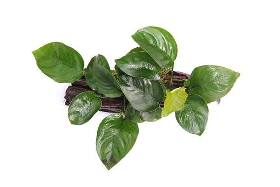 Dennerle Plants - Anubias barteri sp. WOOD with Suction Cup