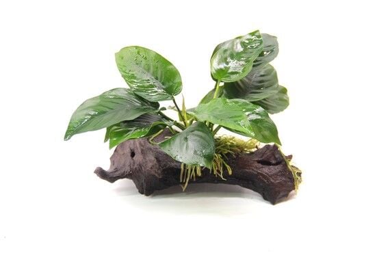 Dennerle Plants - Anubias barteri sp. WOOD with Suction Cup