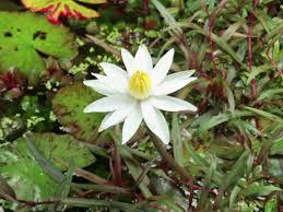 Nymphaea zenkeri green (YUMRU) ADET - ÖN SİPARİŞ