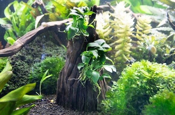 Dennerle Plants - Anubias spp. Hills WOOD