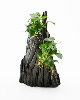 Dennerle Plants - Anubias spp. Hills WOOD