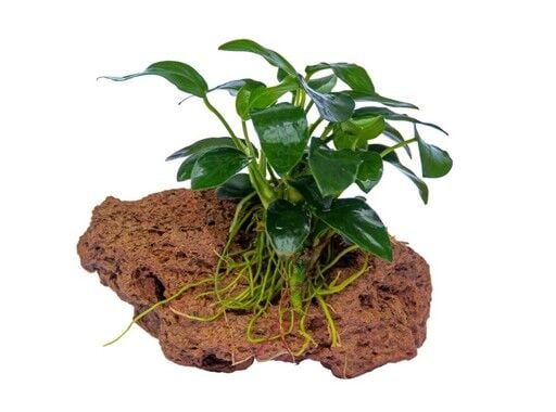 Dennerle Plants - Anubias nana Bonsai ROCK